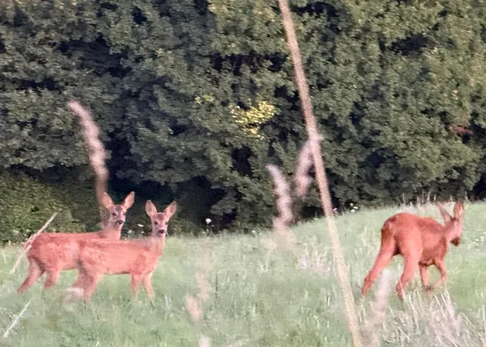 Gite Chez Pere Thomas Pour 2-3 Pers Champagne-Moutonの写真