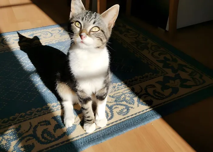 Chambres En Charente Maritime Loire-Sur-Nie photo